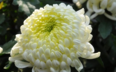 悼念老同学去世的词