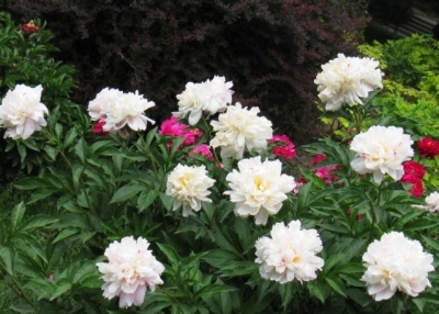 悼念爷爷刚去世的诗句