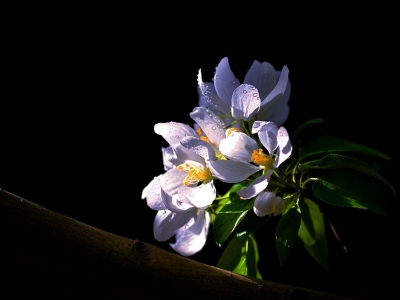 悼念岳丈去世的诗句