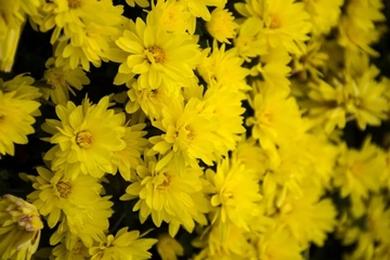 怀念亲人逝世的诗句