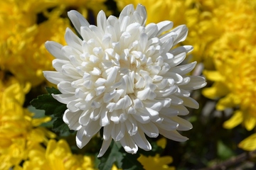 什么是网上纪念馆