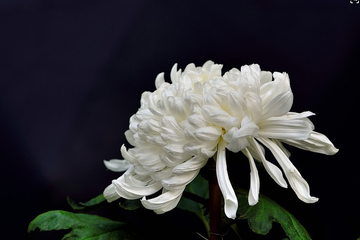 网上祭祀怎么操作