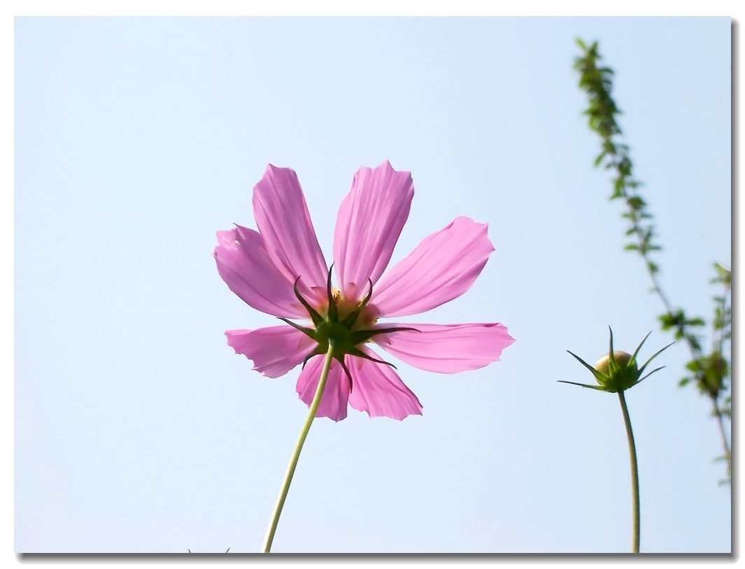 烧三七都准备什么东西