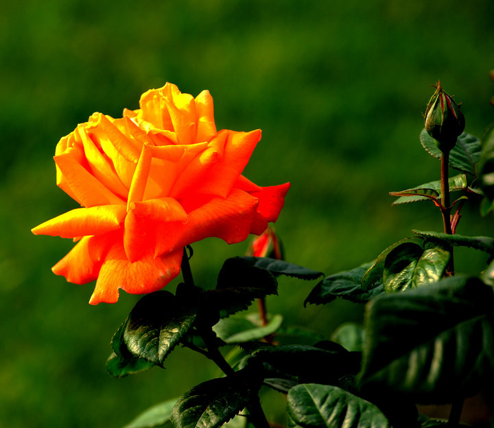 老人去世烧头七都准备什么