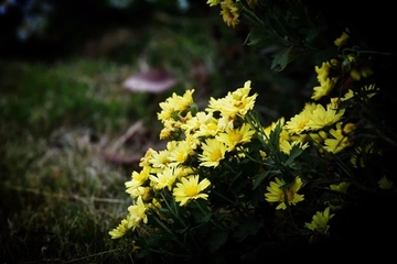 母亲去世哀悼词