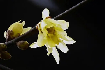 网上祭祀哪个网站好