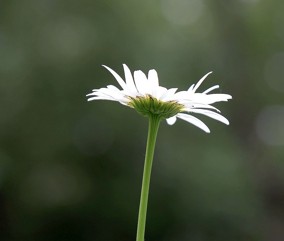 逝者牌位怎么写