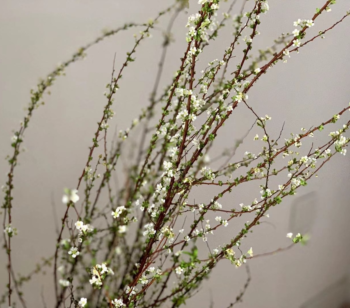 七七替去世长辈做善事