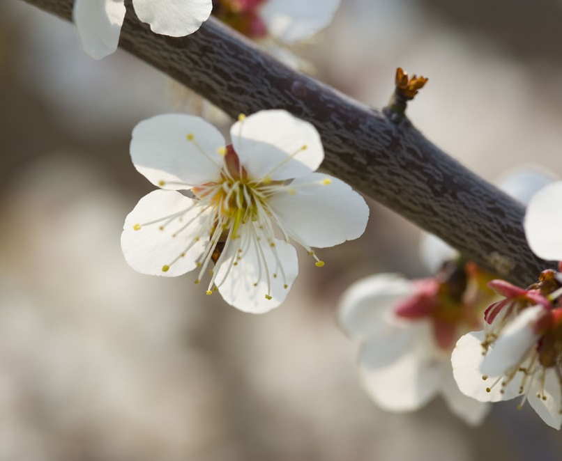 七七替去世长辈做善事