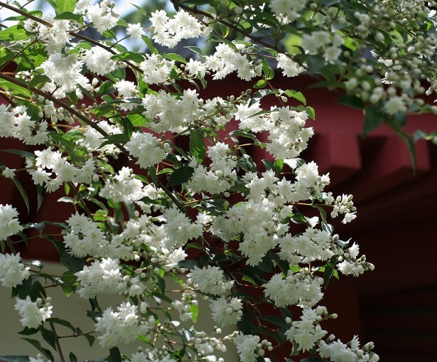 七七替去世长辈做善事