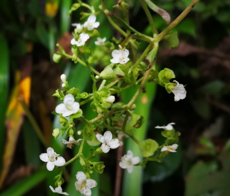 七七替去世长辈做善事