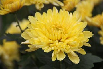 悼念奶奶的挽联集锦