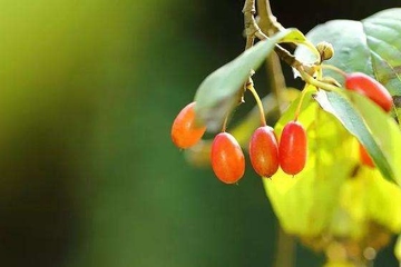 重阳节要怎么祭祀祭祖