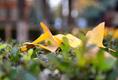 重阳节的时候怎么祭祖
