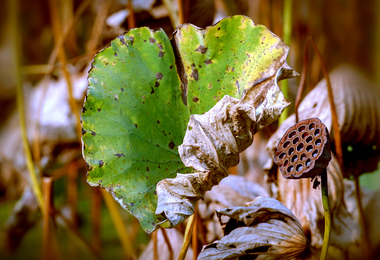 重阳节的时候怎么祭祖