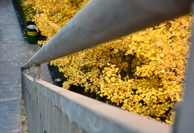 重阳节的时候怎么祭祖
