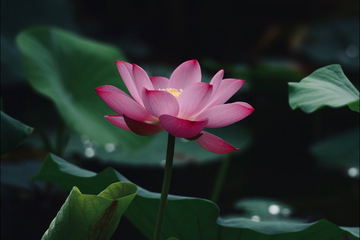 祭奠供品五种都有哪些