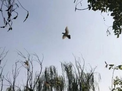 生忌是什么意思