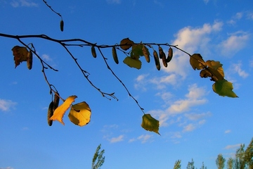 父母墓碑经典碑文大全