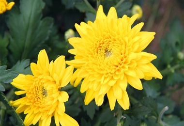 参加吊唁的注意事项