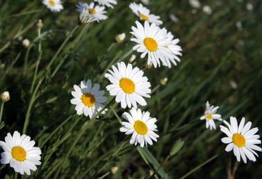 参加吊唁的注意事项