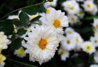 参加吊唁的注意事项