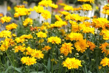 吊唁的时候该注意什么