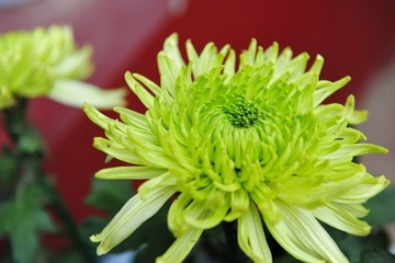 吊唁的时候该注意什么