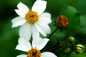 吊唁的时候该注意什么