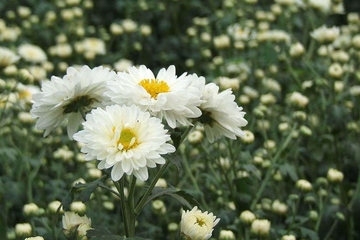 单位送给职工父亲去世挽联