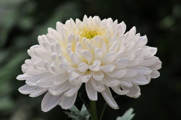 单位送给职工父亲去世挽联