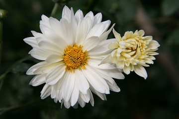 单位送给职工父亲去世挽联