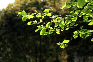 2022年清明节的祭奠词