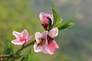 2022年清明节的祭奠词