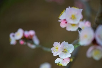 2022年清明节的祭奠词