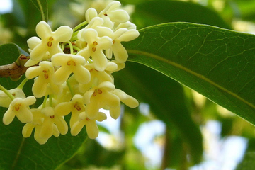 女儿为什么不能给父亲烧纸