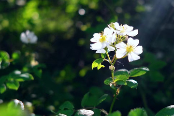 女儿为什么不能给父亲烧纸