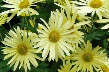 祭日要准备什么东西