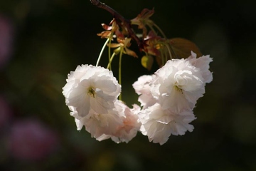 老人的忌日需要做什么