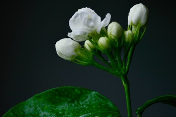 老人的忌日需要做什么