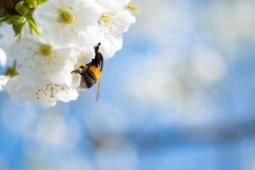 公祭日是什么日子