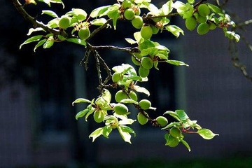 公祭日是什么日子