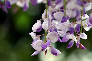 公祭日是什么日子