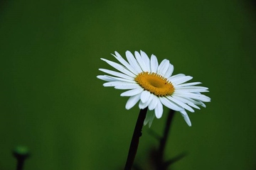 怀念逝者的悼词