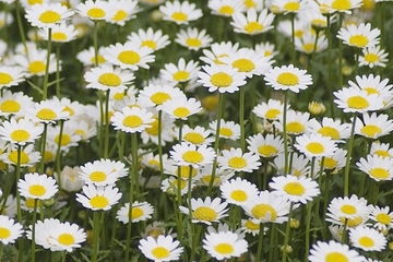 怀念逝者的悼词