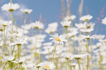 怀念逝者的悼词
