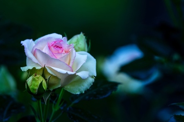 墓碑碑文对联大全