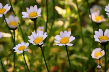 参加吊唁该怎么做