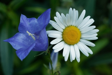 参加吊唁该怎么做