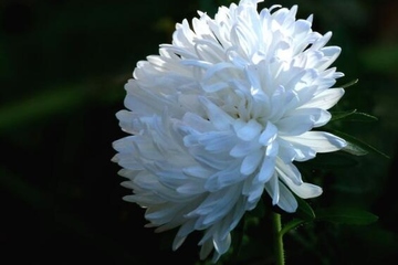 怀念亲人的悼词